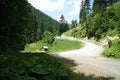 Crossroads in the Ilanovska Valley, where there is a feeder for wild forest animals Royalty Free Stock Photo
