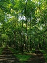 crossroads inside a green beech forest in the summer Royalty Free Stock Photo