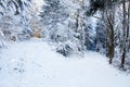 Crossroads of light and darkness. Winter road in covered snow forest