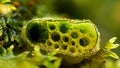 A crosssection of a moss capsule revealing s of spores inside and a thin outer layer protecting them. . AI generation