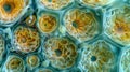 A crosssection of a pollen grain showing intricate interconnected chambers and tiny openings. .