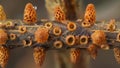 A crosssectional view of a fern stem with coneshaped structures bursting with spores visible throughout. . AI generation