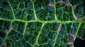 A crosssectional view of a leaf revealing the intricate network of stomata on the surface. Each stoma is connected to a