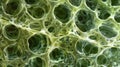 A crosssectional view of a plant cell wall revealing a latticelike structure of cellulose fibers giving the cell its