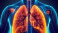 A crosssectional view of the respiratory system highlighting the role of the diaphragm and how it aids in breathing