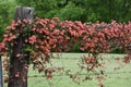 Crossvine on a East Texas Fence