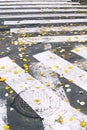 Crosswalk white lines in autumn background, yellow leaves