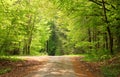 Crossway in a beech tree forest Royalty Free Stock Photo