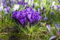 crosus flowers in a garden - spring flowers Royalty Free Stock Photo