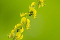 Crotalaria hemp rattlepod flowers with black ants