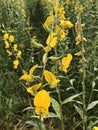 Crotalaria juncea or Brown hemp or Indian hemp or Madras hemp or Sunn hemp flowers field. Royalty Free Stock Photo