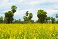 Crotalaria juncea in the field Royalty Free Stock Photo