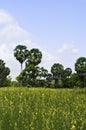 Crotalaria juncea in the field Royalty Free Stock Photo