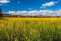 Crotalaria Juncea flower with blue sky Royalty Free Stock Photo
