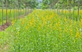 Crotalaria juncea Royalty Free Stock Photo