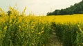 Crotalaria juncea sunhemp in thailand Royalty Free Stock Photo