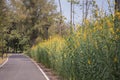 Crotalaria juncea or sunn hemp flower Royalty Free Stock Photo