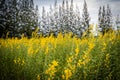 Crotalaria juncea or Sunn hemp flowers fields. Royalty Free Stock Photo