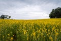 Crotalaria juncea or Sunn hemp flowers fields.