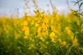 Crotalaria juncea or Sunn hemp flowers fields. Royalty Free Stock Photo