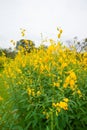 Field of Crotalaria Juncea or sunn hemp Royalty Free Stock Photo