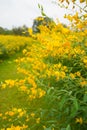 Field of Crotalaria Juncea or sunn hemp Royalty Free Stock Photo