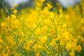 Crotalaria Juncea or sunn hemp flower Royalty Free Stock Photo