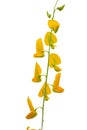 Crotalaria Juncea or sunn hemp flower Royalty Free Stock Photo