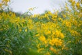 Field of Crotalaria Juncea or sunn hemp Royalty Free Stock Photo