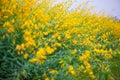 Field of Crotalaria Juncea or sunn hemp Royalty Free Stock Photo