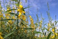 Crotalaria juncea yellow flowers blooming blurred background with copy space isolated on blue sky and white cloud in the garden. Royalty Free Stock Photo