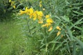 Crotalaria juncea yellow flowers blooming in the garden. Royalty Free Stock Photo