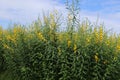 Crotalaria juncea yellow flowers blooming with insects isolated on blue sky and white cloud closeup in the garden. Royalty Free Stock Photo