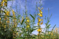 Crotalaria juncea yellow flowers blooming with insects isolated on blue sky and white cloud closeup in the garden. Royalty Free Stock Photo