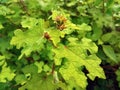 Closeup view of Uruna lobata leaves Royalty Free Stock Photo