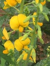 Crotalaria Rattlebox Spectabilis (Cat's Bell) Wildflower
