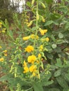 Crotalaria Rattlebox Spectabilis (Cat's Bell) Wildflower