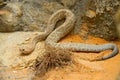 Crotalus durissus unicolor, Aruba island rattlesnake, Cascabel. Rare endemic snake from Aruba island. Dangerous poison snake at na