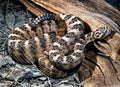 Crotalus Tigris, Tiger Rattlesnake