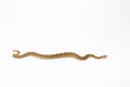 Crotalus viridis nuntius - Hopi Rattlesnake isloated on white background