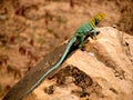 The crotaphytus collaris so called collared lizard. Royalty Free Stock Photo