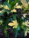 Croton (Codiaeum variegatum L.)