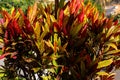 croton Codiaeum variegatum plant growing in tropical island garden