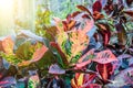 Croton Codiaeum variegatum plants with colorful leaves in tropical garden. Royalty Free Stock Photo