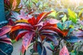 Croton Codiaeum variegatum plants with colorful leaves in tropical garden. Royalty Free Stock Photo