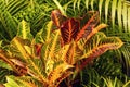 Croton, Codiaeum variegatum, is a popular colorful houseplant