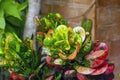 Croton (Codiaeum variegatum), a popular houseplant with many varieties