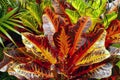 Croton (Codiaeum variegatum), a popular houseplant with many varieties colorful leaves in Indonesia