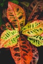 Colorful leaves of Croton plants Royalty Free Stock Photo