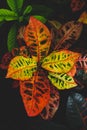 Colorful leaves of Croton plants Royalty Free Stock Photo